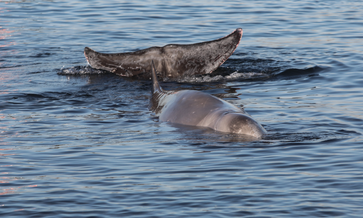  ΥΠΕΝ: Σοβαρή η κατάσταση της υγείας της φάλαινας που εκβράστηκε στον Άλιμο
