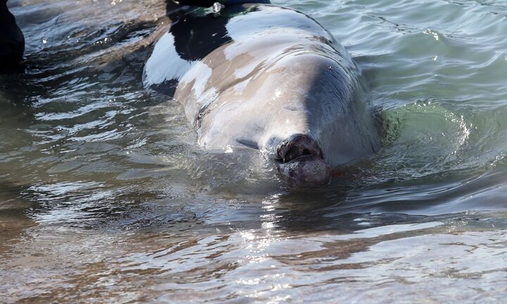Τραγική εξέλιξη: Εντοπίστηκε νεκρή η μικρή φάλαινα στη Σαλαμίνα που είχε συγκινήσει το πανελλήνιο