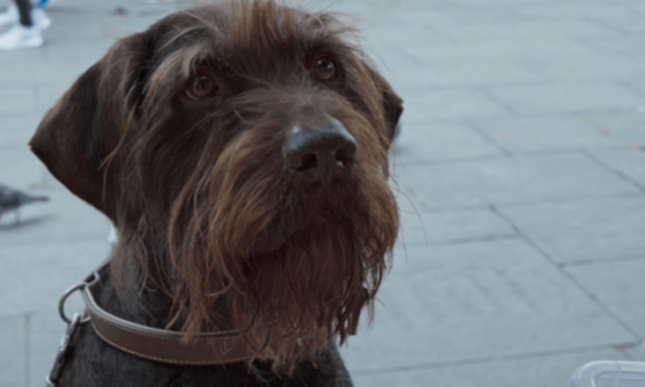 «Year Of The Dog»: Άνθρωποι χωρίς στέγη και τα ζώα που τους συντροφεύουν