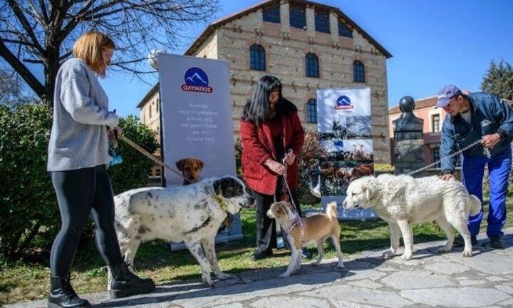 Χορηγική μέριμνα της ΟΛΥΜΠΟΣ στα αδέσποτα των Τρικάλων