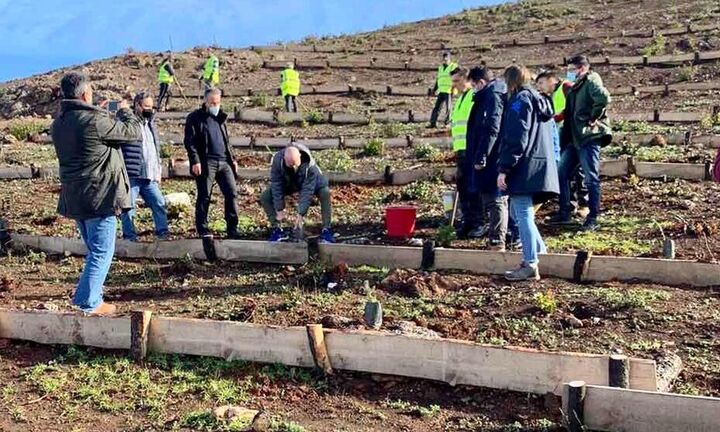 4.000 δέντρα φυτεύτηκαν στην πυρόπληκτη περιοχή της Λίμνης Ευβοίας