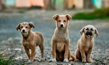 Τμήμα Προστασίας Ζώων στην ΕΛΑΣ για την αντιμετώπιση περιστατικών κακοποίησης 