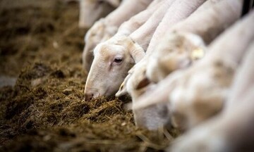  ΚΥΑ: Κρατική ενίσχυση 50 εκατ. ευρώ για ζωοτροφές κτηνοτρόφων