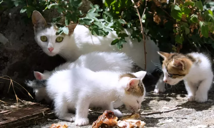 Κύπρος: Φρικτή κακοποίηση ζώου- Σκότωσαν γάτα με τα μικρά της και έγραψαν με το αίμα τους σε τοίχους
