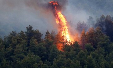 WWF: Έκθεση για τα οικονομικά των δασικών πυρκαγιών
