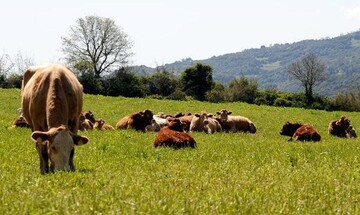 Άνοδος 19,7% του δείκτη τιμών εκροών στη γεωργία-κτηνοτροφία τον Μάρτιο σύμφωνα με την ΕΛΣΤΑΤ