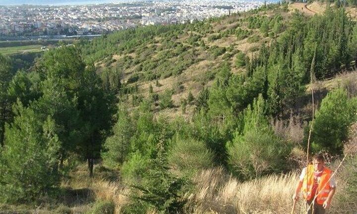 Θεσσαλονίκη: Ξεκίνησαν οι καθαρισμοί στο δάσος του Σέιχ Σου
