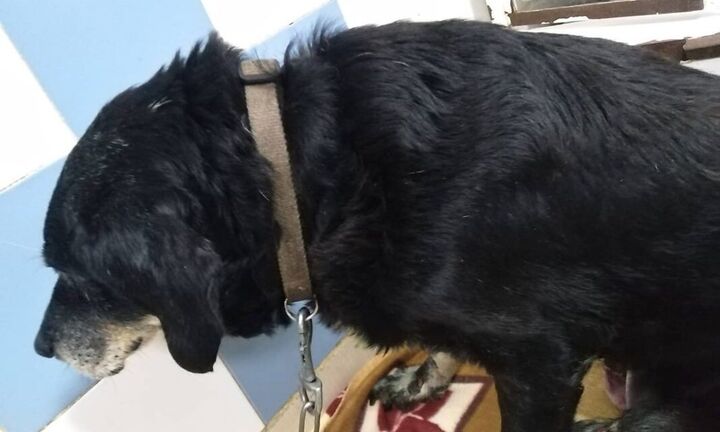 Χανιά: Έσερνε με το αυτοκίνητο τον γέρικο σκύλο του δεμένο στον προφυλακτήρα