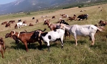 Κομισιόν: Έγκριση ελληνικού προγράμματος 50 εκατ. ευρώ για τη στήριξη του κτηνοτροφικού τομέα