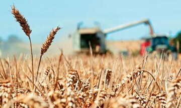 ΟΗΕ: Αυξήθηκαν 5,6% οι τιμές του σιταριού τον Μάιο - Μικρή πτώση των παγκόσμιων τιμών των τροφίμων