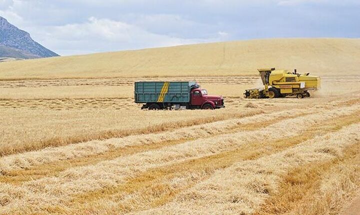 Ιταλία: Η ξηρασία μείωσε κατά 15% την φετινή παραγωγή σιταριού