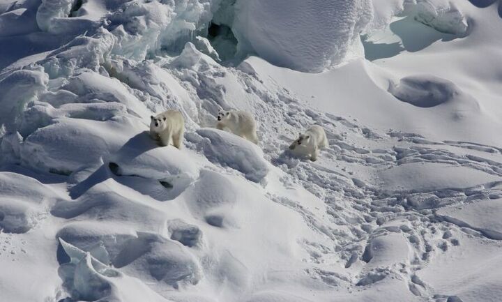 Πολικές αρκούδες βρέθηκαν να ζουν σε περιοχή χωρίς παγο στην Αντάρκτικη