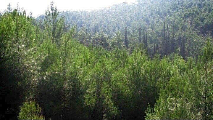 Πρόγραμμα για την προστασία των ευρωπαϊκών δασών