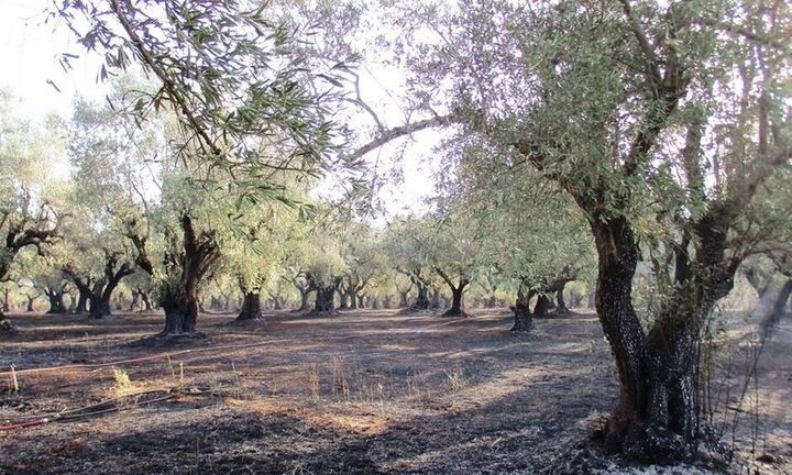 ΥΠΑΑΤ: Έως 15/7 οι εγγραφές των αγροτών στο ΜΑΑΕ για να λάβουν αποζημίωση για τις πυρκαγιές του 2021