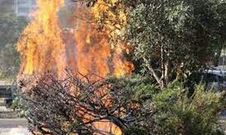 Πύργος: Καλύτερη εικόνα παρουσιάζει η φωτιά σε δασική έκταση στην περιοχή Κορυφή