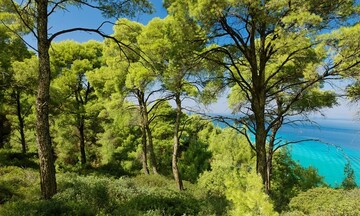 Τα 98 δασικά συμπλέγματα της Ελλάδας σε εφαρμογή για κινητά ή tablet