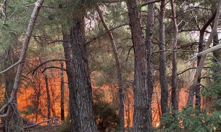 WWF: Τα ερωτήματα που “καίνε” τη Δαδιά