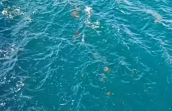 Ατελείωτη «στρατιά» από μέδουσες διασχίζει τα «τρελά νερά» της Χαλκίδας - Δείτε βίντεο