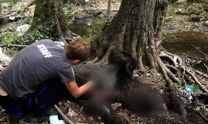  ΥΠΕΝ: Ενέργειες ύστερα από τα περιστατικά θανάτωσης τριών αρκούδων στη Φλώρινα