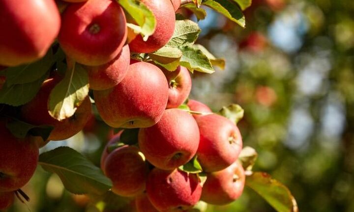 Σε απόγνωση οι μηλοπαραγωγοί της Δυτ. Μακεδονίας: Απρόθυμοι οι έμποροι να προβούν σε αγορές