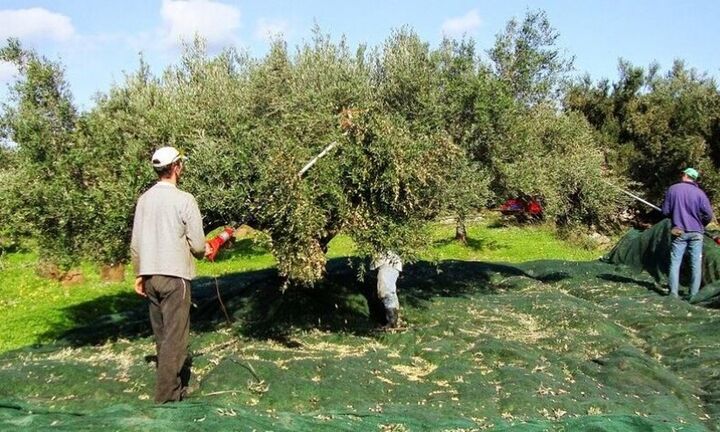 Σε κίνδυνο η ελαιοπαραγωγή - Γιατί εγκαταλείπουν την Ελλάδα οι Αλβανοί εποχικοί εργάτες γης