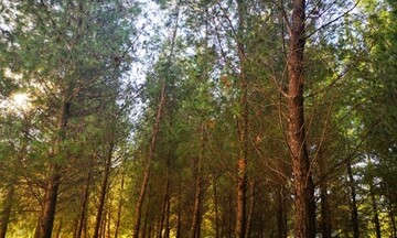 ΕΕ: Απαγορεύει την εισαγωγή προϊόντων όπως καφές και σοκολάτα από περιοχές που καταστράφηκαν δάση