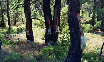 Ξεκίνησε η υλοποίηση του β’ κύκλου προσλήψεων ρητινοκαλλιεργητών στο επταετές ειδικό πρόγραμμα 