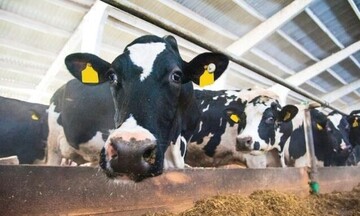 ΟΠΕΚΕΠΕ: Αναρτήθηκε ο προσωρινός πίνακας με τους δικαιούχους της ενίσχυσης για την αγορά ζωοτροφών