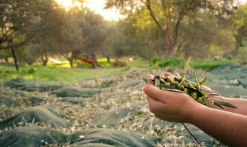 ΑΠΘ: Η κλιματική αλλαγή προμηνύει ένα «μέλλον ζοφερό» για την ελαιοκαλλιέργεια στη Χαλκιδική