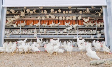 Ταΐζοντας κοτόπουλα μπαγιάτικο ψωμί και απούλητα μπισκότα για αυγά μηδενικού άνθρακα