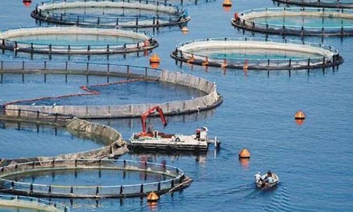 Στην αγορά της Αμερικής εστιάζει η ελληνική ιχθυοκαλλιέργεια