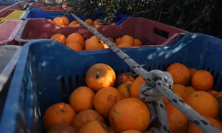 Τελωνείο Κήπων: «Μπλόκο» σε τεράστιες ποσότητες ακατάλληλων φρούτων και λαχανικών από Τουρκία
