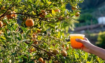 Παραγωγοί εναντίον καρτέλ πορτοκαλοχυμών - Ζητούν αποζημίωση 2,5 δισ. δολ.