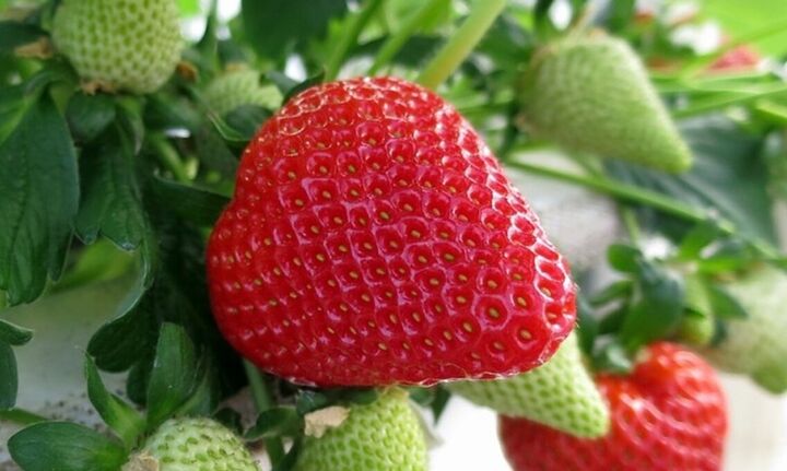  Άγριες φράουλες - Καλλιεργητές κατά γερμανικών σούπερ μάρκετ