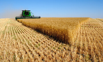 Αγροτικά προϊόντα: Πίεση στις τιμές των σιτηρών τον Φεβρουάριο - Οι προβλέψεις